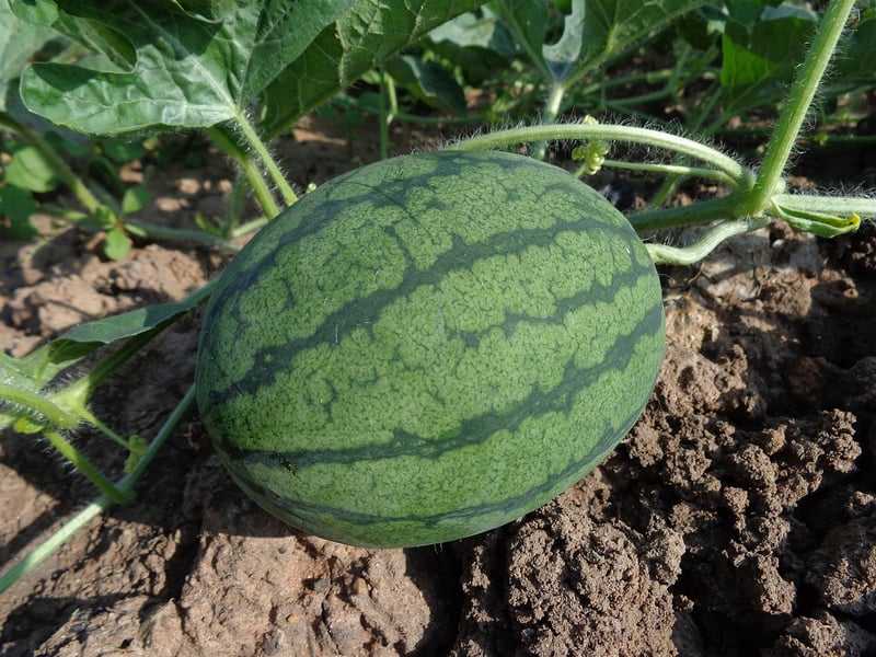 Share Garden Produce