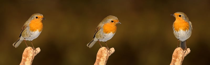 Garden Pests
