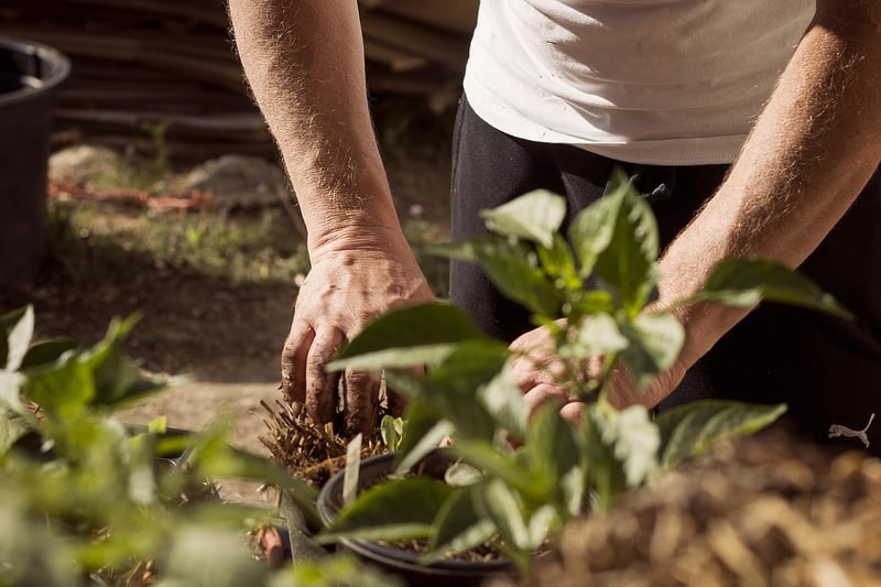Summer Gardening